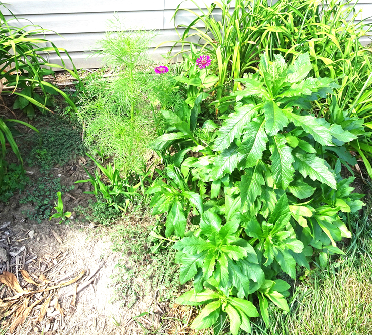 my garden